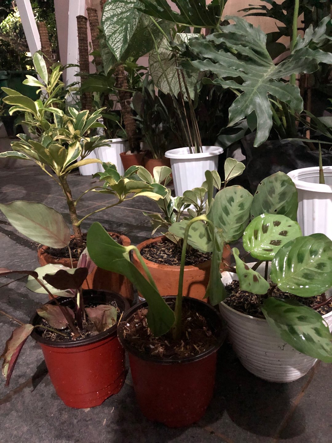 Calathea Levonero-tanaman Hias Levonero
