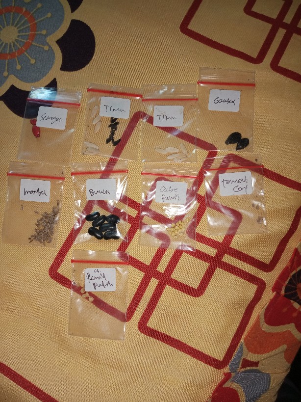 Benih Sayuran Gambas Oyong Repacking