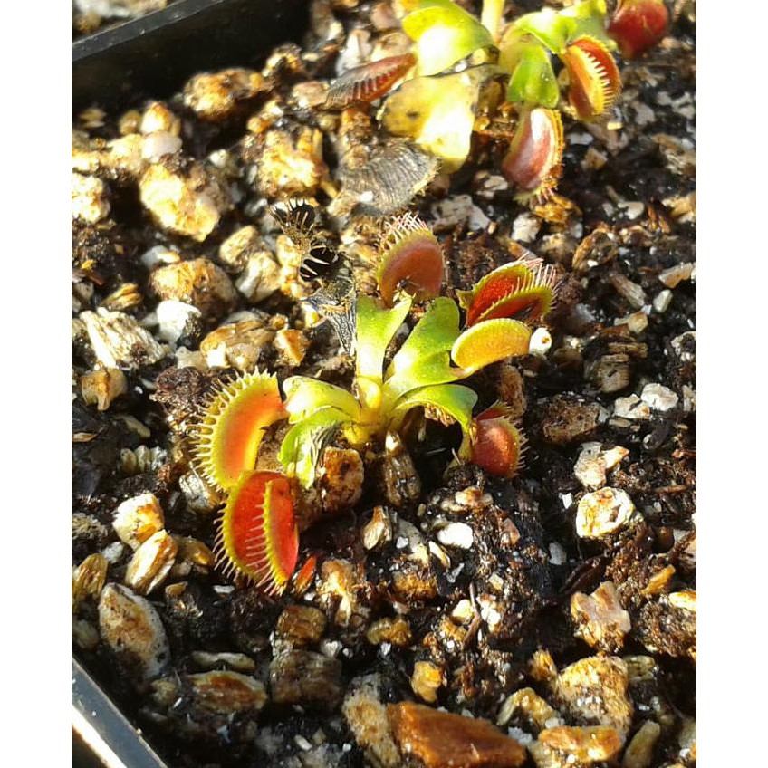 LJT Tanaman karnivora Venus FlyTrap B52 (Tanaman hidup)
