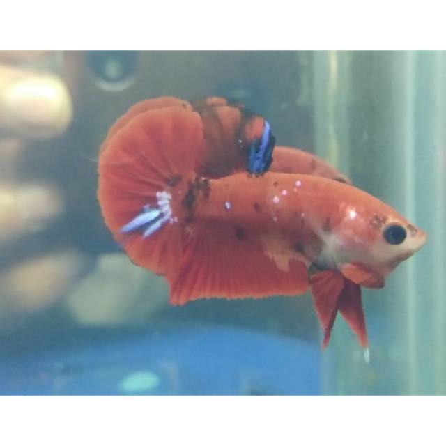 Ikan Cupang Koi galaxy