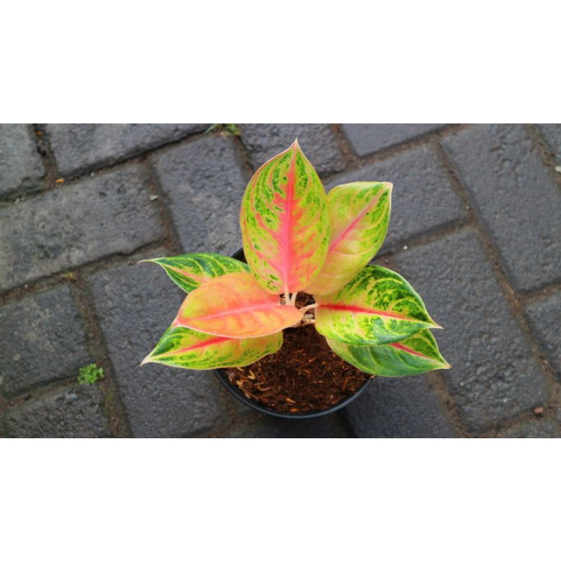 AGLONEMA JAMELA JACKPOT