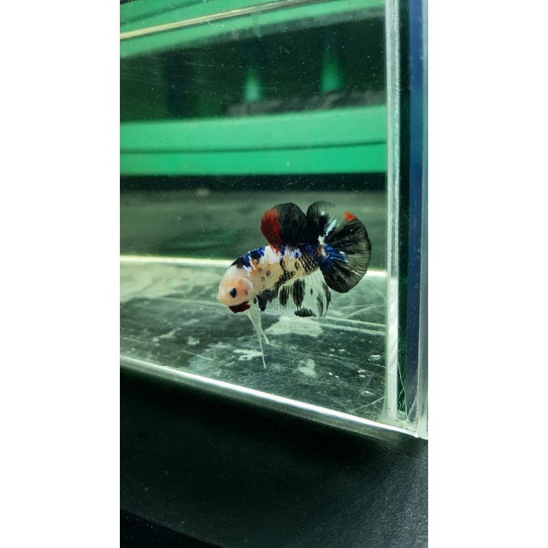 

Cupang Black Koi
