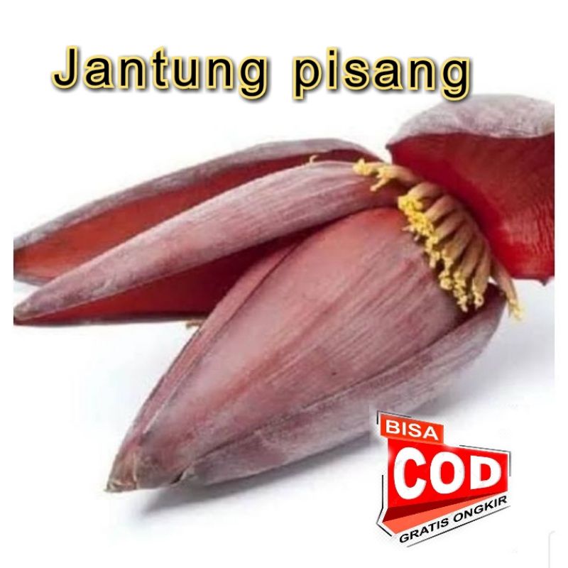 

[C O D]Jantung Pisang Segar 1Buah Untuk Menurunkan Kadar Kolesterol