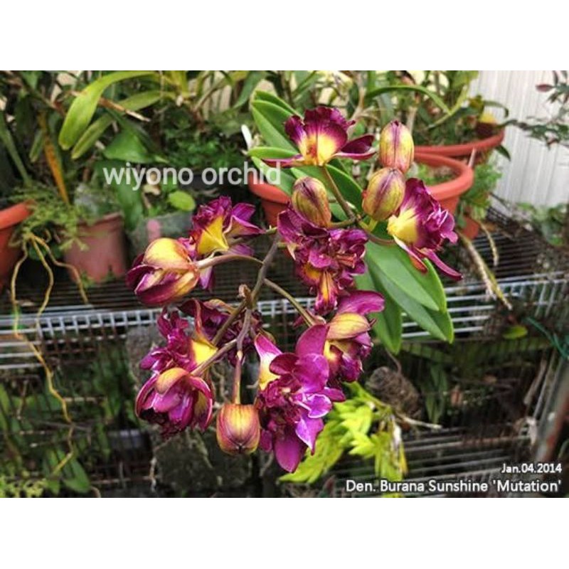 Anggrek Dendrobium MAWAR Dewasa