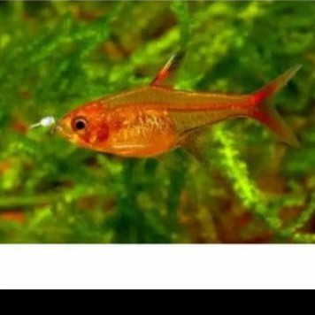 ikan amandae tetra