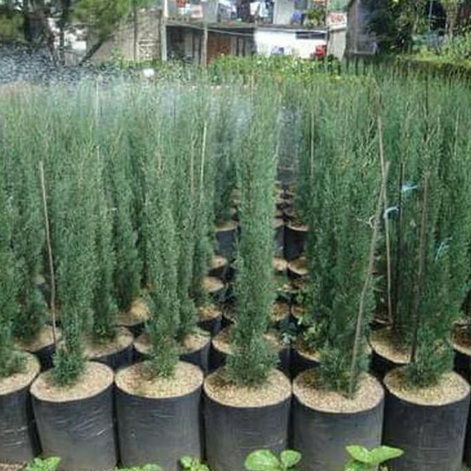 Baru Tanaman Hias Cemara Natal Lilin Silver Kerucut Tinggi. 50 Cm Ayo Beli