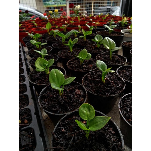 jemani ijoan dr biji coptik x jaguar varigata