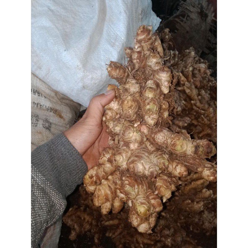 

jahe emprit segar 1kg tua bisa untuk bibit