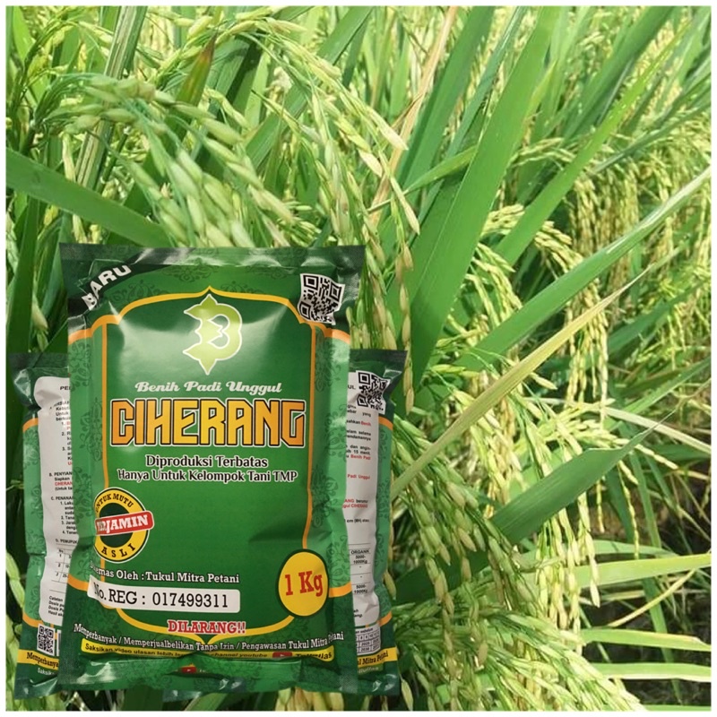 Jivara56 Padi Ciherang