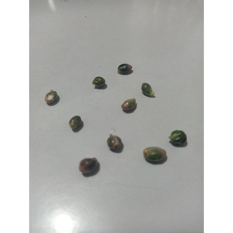 Benih Jeruk Kinkit / Triphasia Trifolia seed