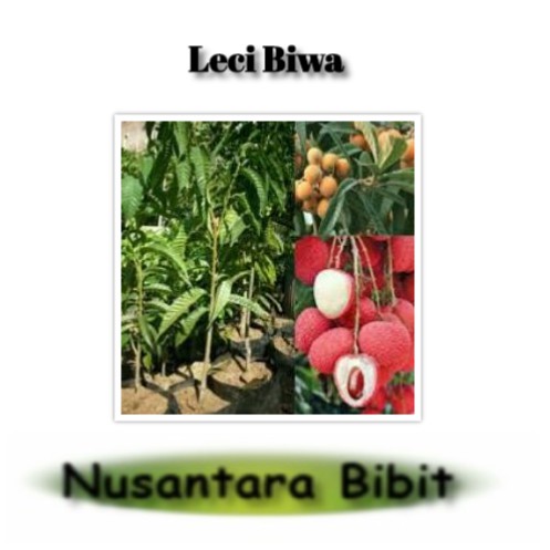 Bibit Buah Leci Biwa