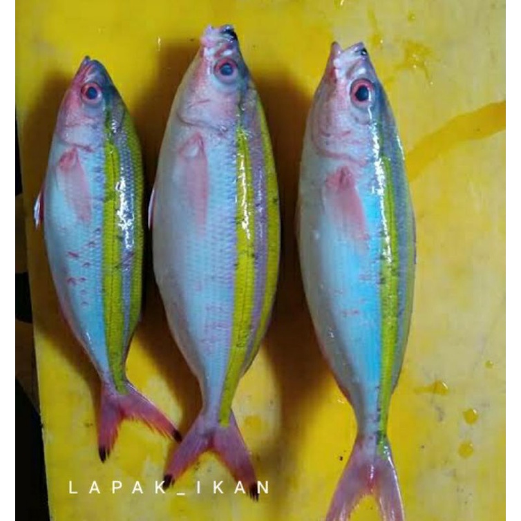 

Ikan Pisang~Pisang Segar 1~Kilogram
