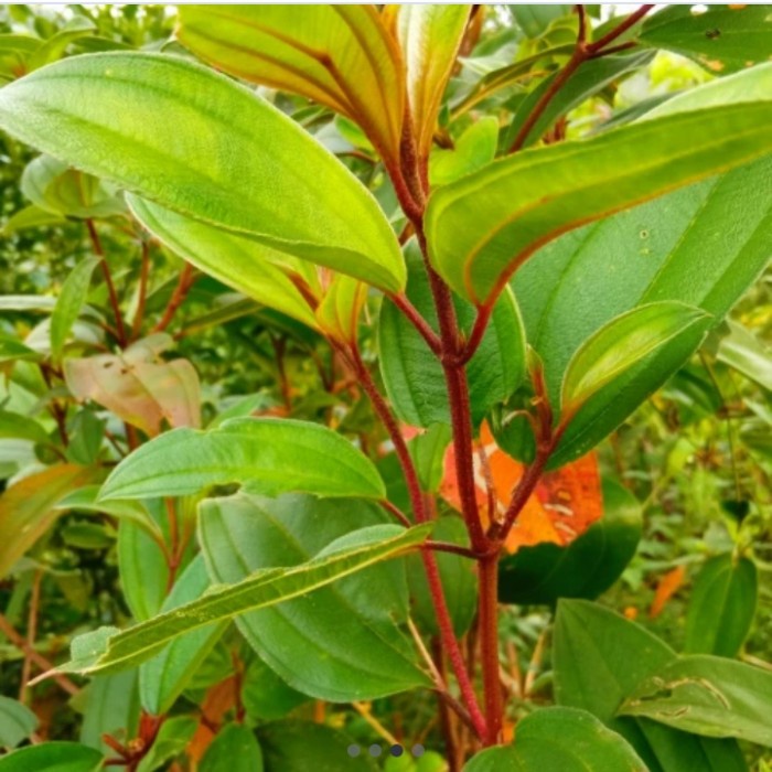 

herbal daun senduduk/senggani segar 500 gr