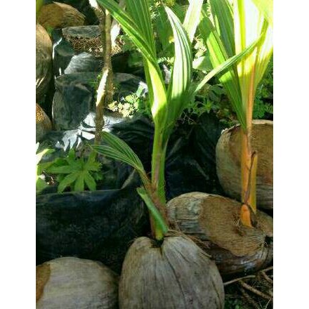Bibit Kelapa Hijau Genjah dan Kelapa Gading