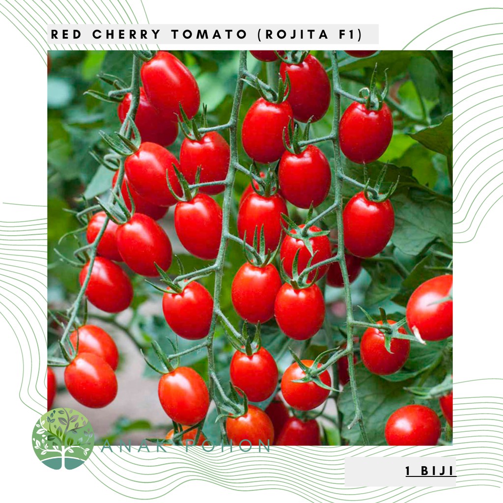 Benih Bibit Biji - Red Cherry Tomato Rojita F1 Tomat Ceri Merah Seeds - IMPORT