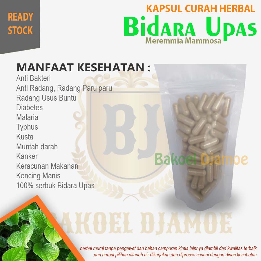 

Kapsul curah herbal bidara upas kapsul herbal anti radang bisa cod