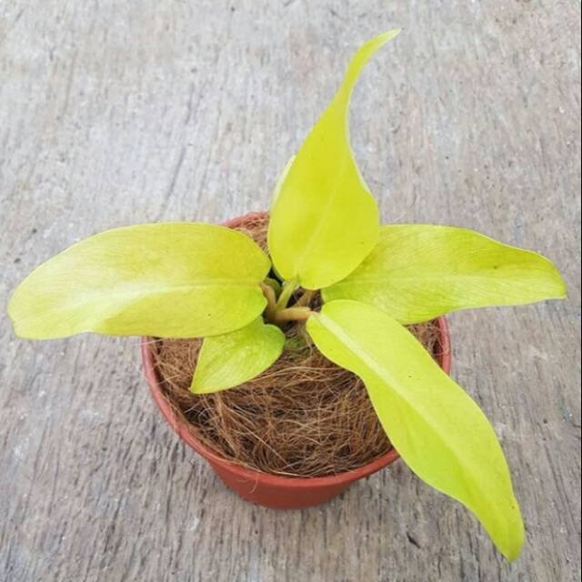 Tanaman hias sri gading centong &sri gading