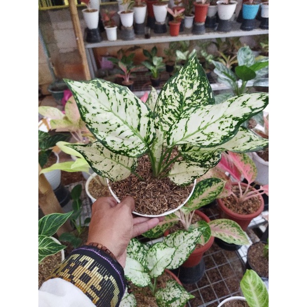 Aglonema dud white aglaonema dud white srirezeki dud white Sri rezeky dud white Chinese Evergreen du