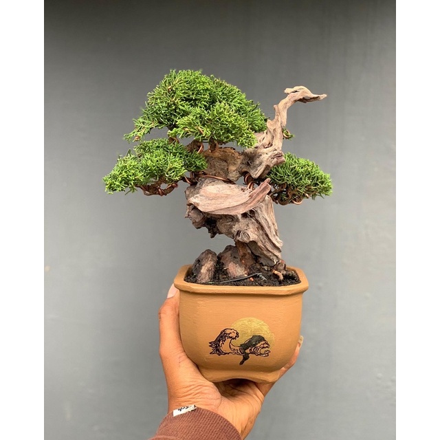 bonsai cemara sargenti tanuki dan kimeng