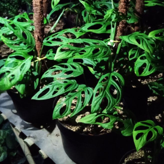 tanaman hias rambat janda bolong