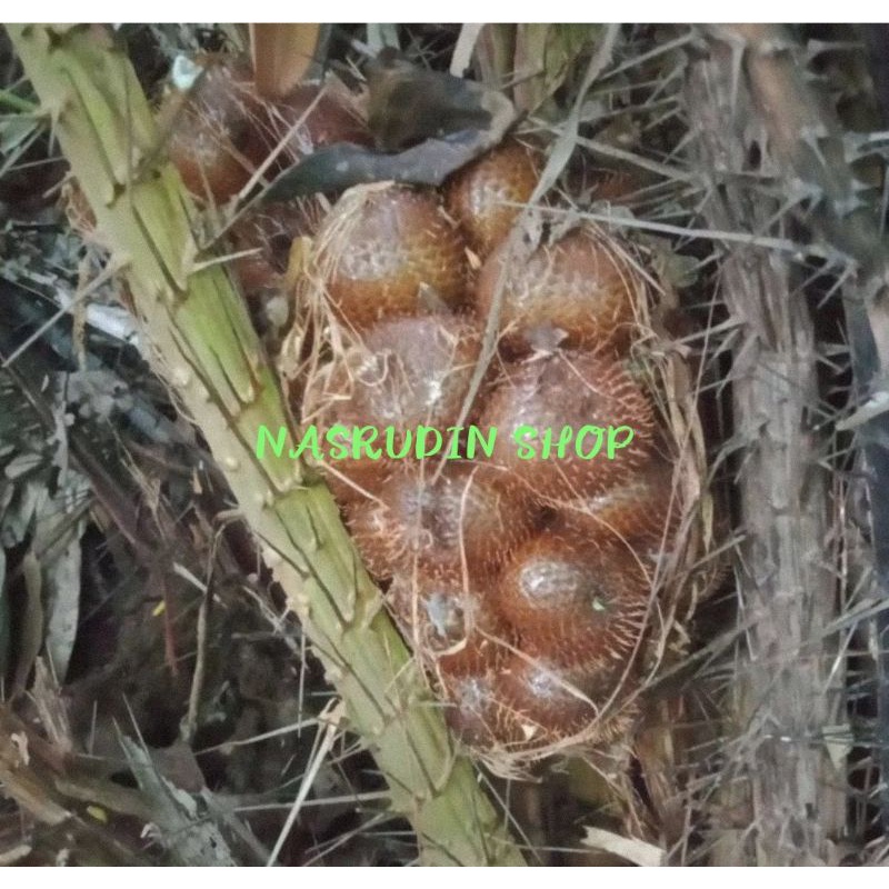 

BUAH SALAK MUDA SEGAR LANGSUNG PETIK