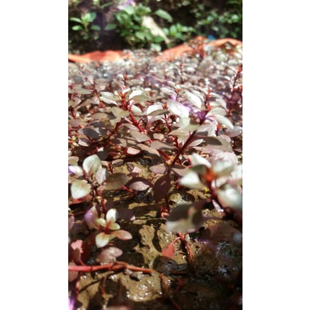 Ludwigia sp red mini