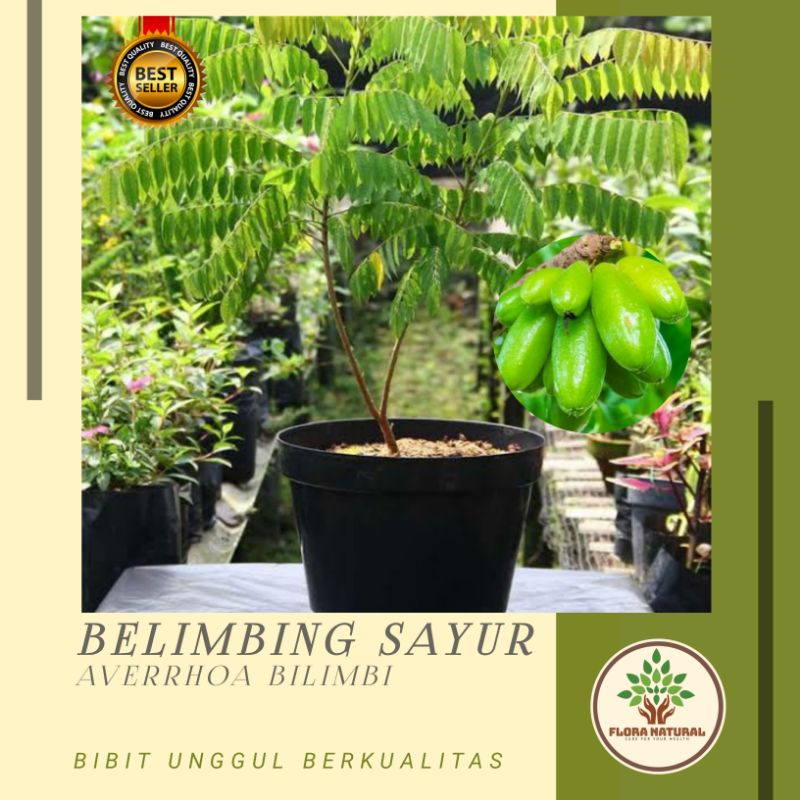 Bibit pohon belimbing wuluh Tanaman belimbing wuluh