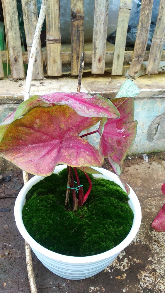 Caladiu Merah Mirzani