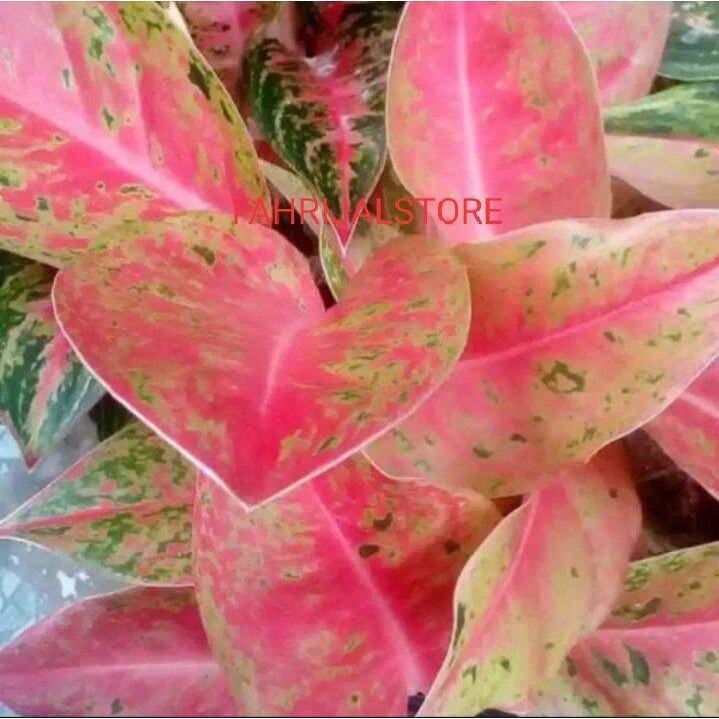 bibit anakan aglonema bigroy 2 sampai 3 daun murah banget