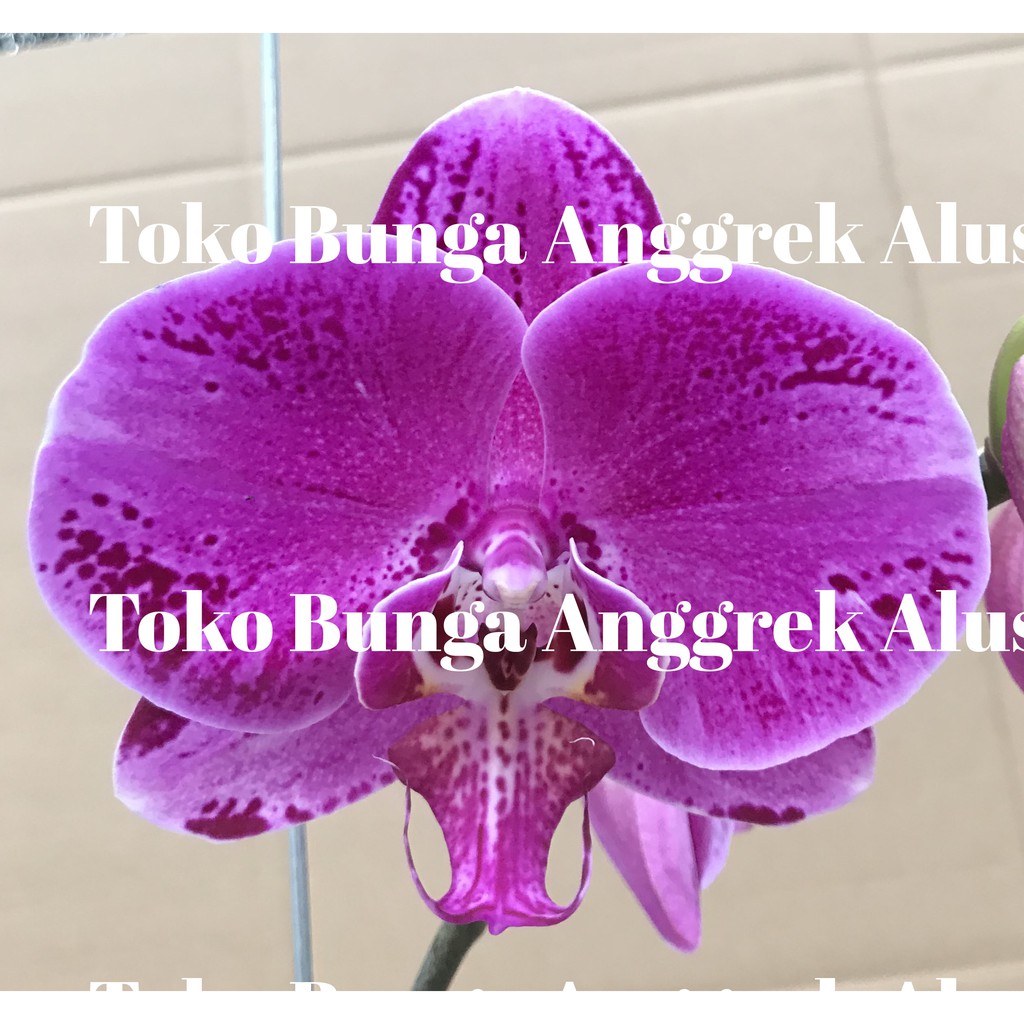 Bunga Anggrek Bulan Hidup Premium Super 10 Ungu Corak Tanaman Melengkung Shopee Indonesia