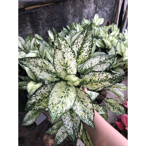 Aglaonema Snow White