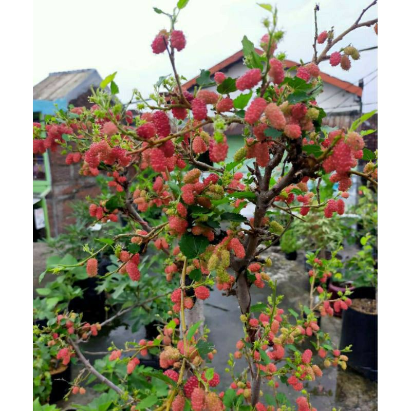 Stek Murbei Besaran , mulbery , buah murberry ,  bahan bonsai