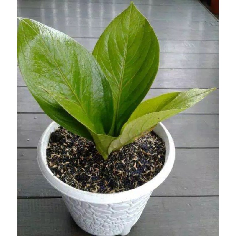 Tanaman hias anthurium jemani cobra--anthurium jemani cobra