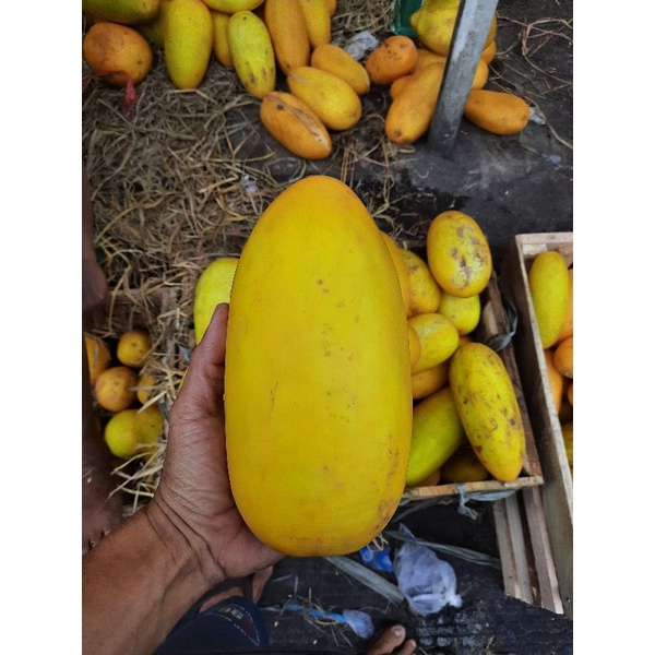 

timun suri /1 buah