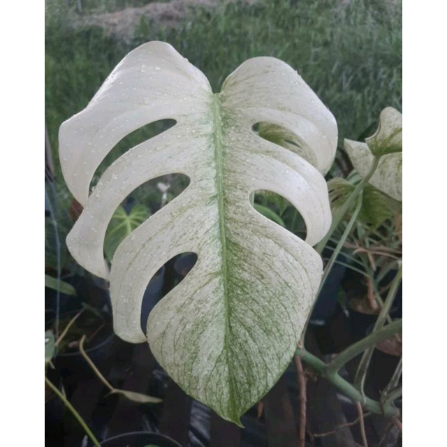 monstera tetrasperma mini variegata bibit stek orginal berkualitas