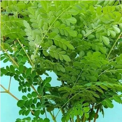 

PRODUK NYATA AMPUHNYA DAUN KELOR HERBAL SEGAR FRESH 100% AMPUH ATAU DAUN KELOR HERBAL SEGAR FRESH