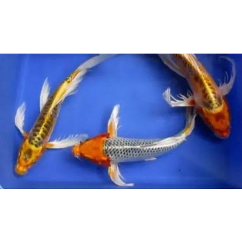 ikan koi slayer hirenaga size 15-20cm