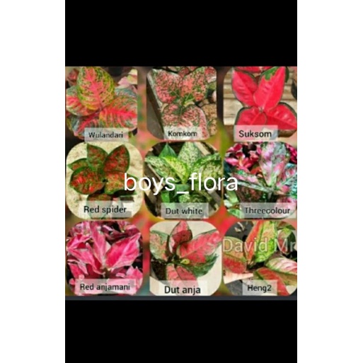 PAKET 9 bonggol AGLONEMA Paket 9 bibit bonggol aglonema murah