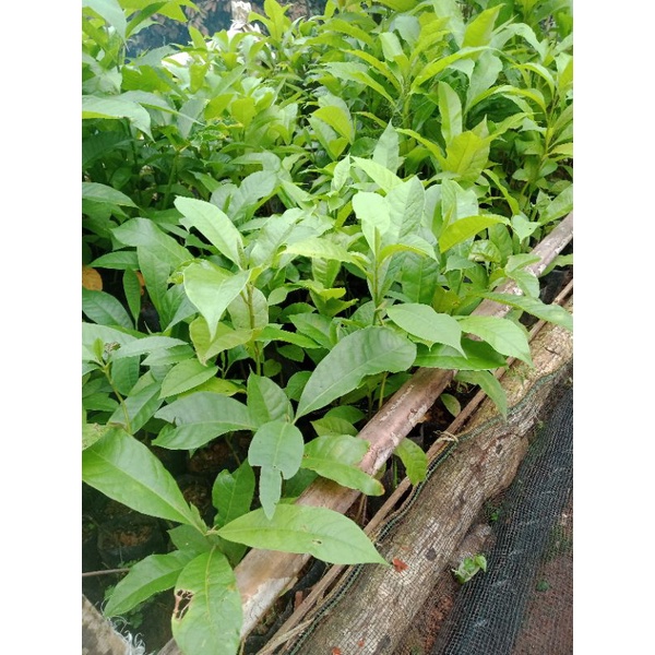 bibit pohon baros,manglid Baros