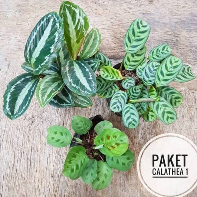Paketan 3 tanaman hias calathea / paket tanaman calathea / calathea levonero / calathea sepat