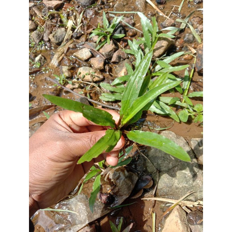 Cryptocoryn  spiralis tanaman Aquascape