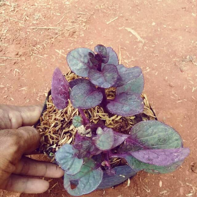 Bibit tanaman  herbal daun gendola bibit tanaman  binahong  