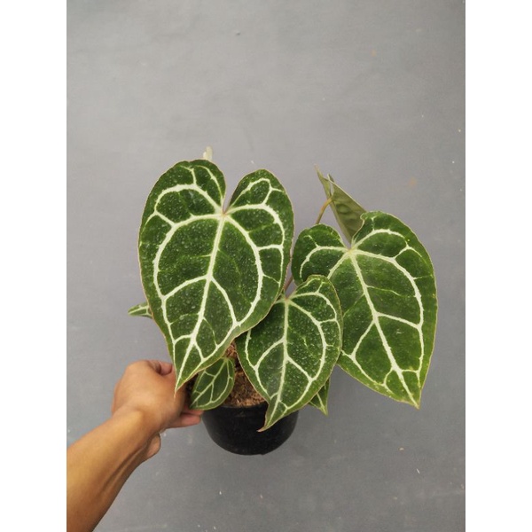 anthurium cristalinum/kuping gajah mini
