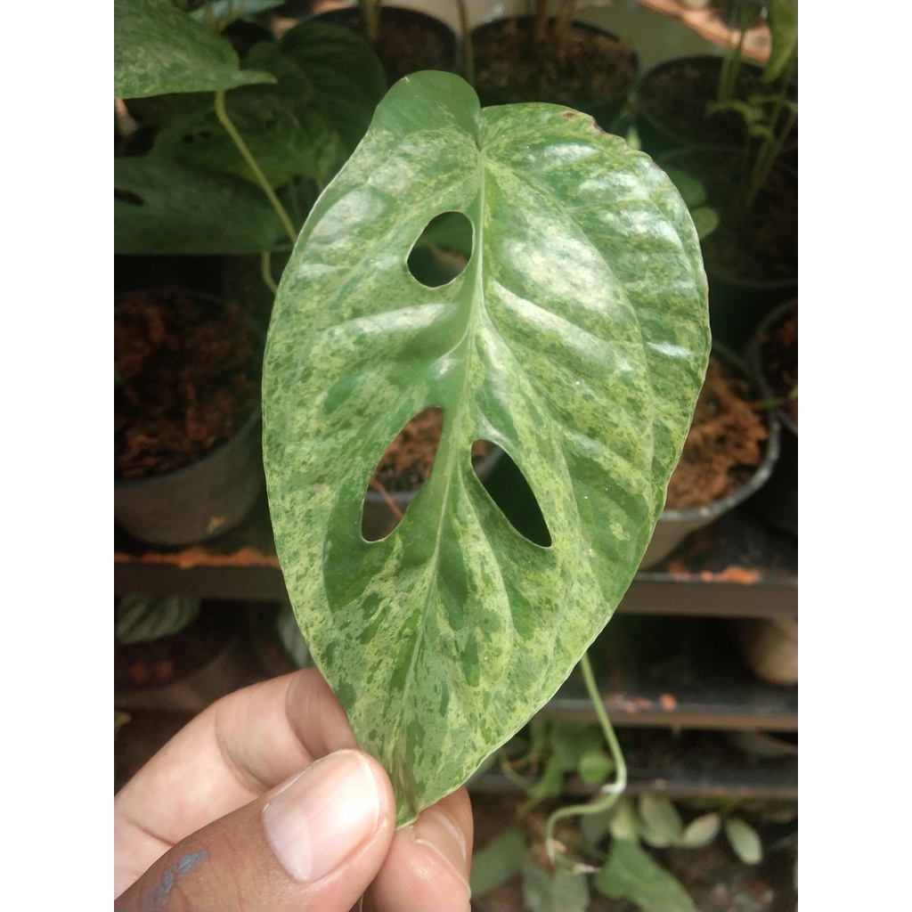 Amydrium Medium Variegata Mint / Amydrium Varigata / Amydrium Varmint