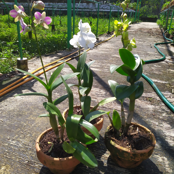 pohon angrek dendrodium/angrek dendro