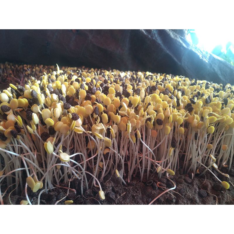 

Sayur ALE Mantap 500gram / TAOGE ALE / SAYUR ALE FRES