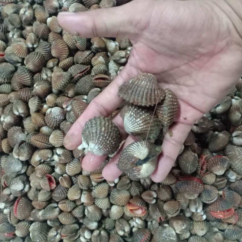 

Kerang dara hidup fres harian dri nelanyan langsung