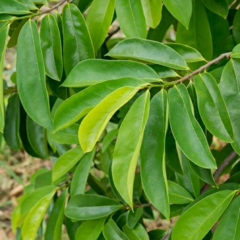 

daun sirsak atau daun nangka belanda 250 gram