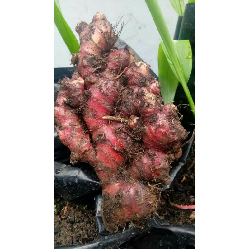 

Jahe merah 1kg