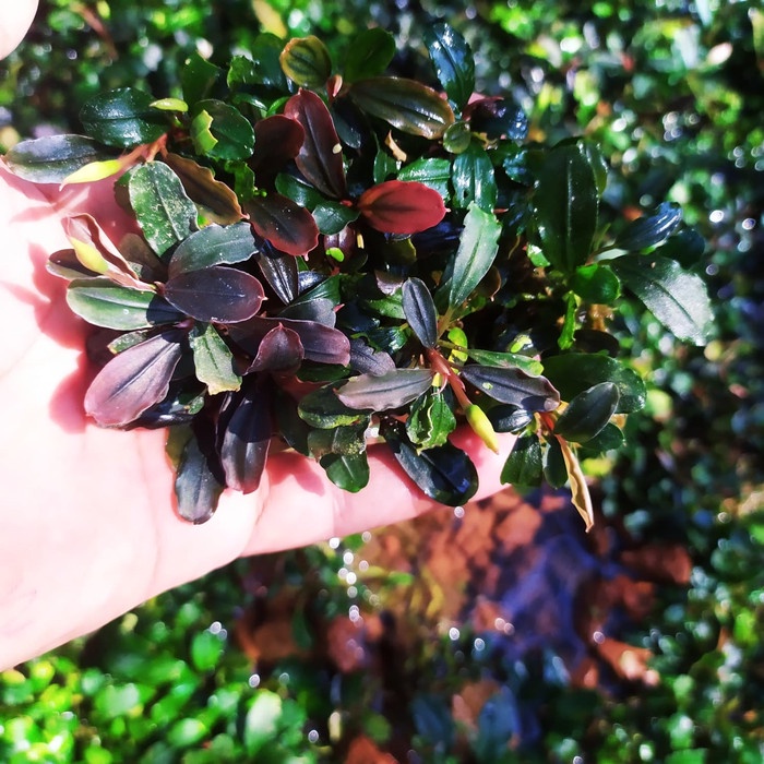 

TERMURAH bucephalandra brownie series per clump